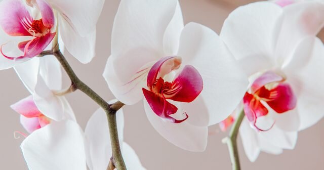 Размножение орхидей: раскрываем секреты простых способов | Азбука огородника | Дзен