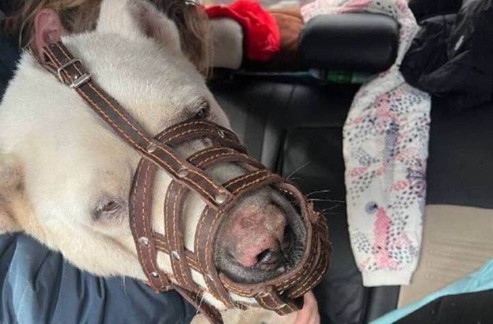     Перевезти Батыра из ДНР в Ростовскую область было непросто. Фото: официальная группа волонтерского сообщества "Неравнодушные" в "ВК"