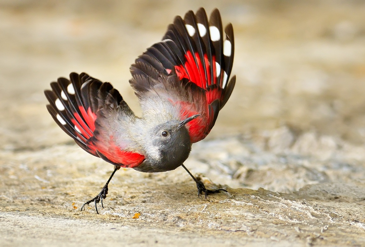 Краснокрылый стенолаз: Птицу невероятной красоты можно принять за огромную бабочку, но встретить её можно только высоко в горах
