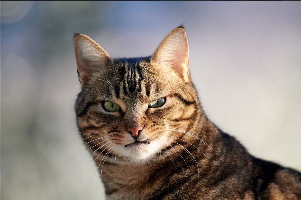 Фото с сайта https://mavink.com/post/1946885BF6234B1C06C8E6E2710EAB4FCEAMAD2000