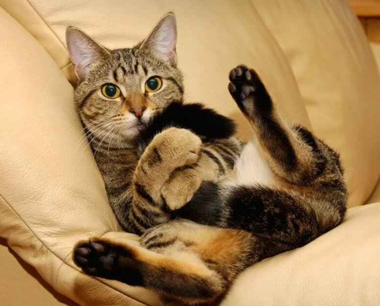 Кошка играется