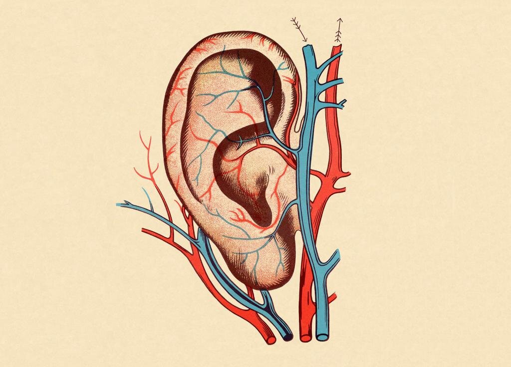 Схема кровоснабжения уха