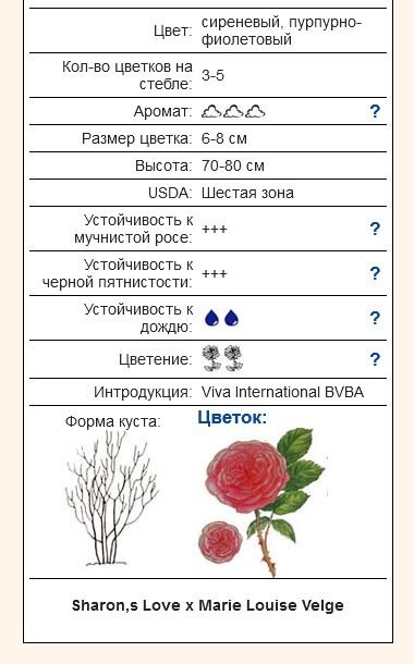 http://www.rosebook.ru/roses/floribunda/minerva/