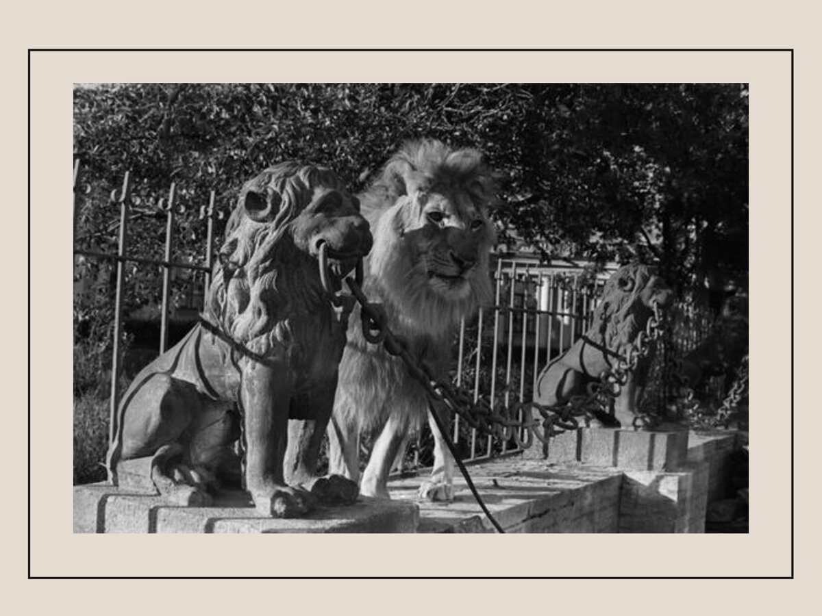 Берберовы лев кинг. Лев Кинг Берберовых. Берберовы и Лев Кинг 2. Лев Кинг и семья Берберовых.