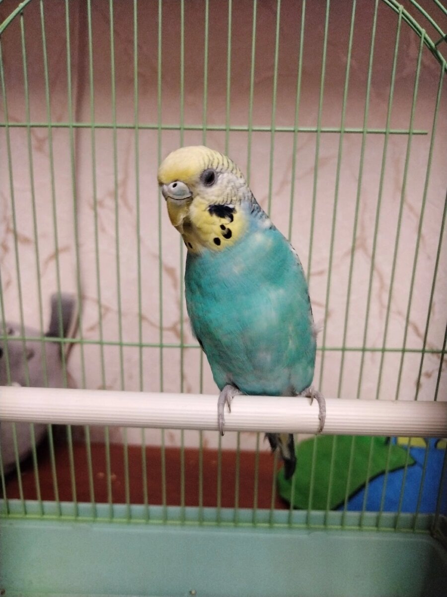 Сын приобрёл попугая. Забыла имя, хоть и спрашивала несколько раз. 