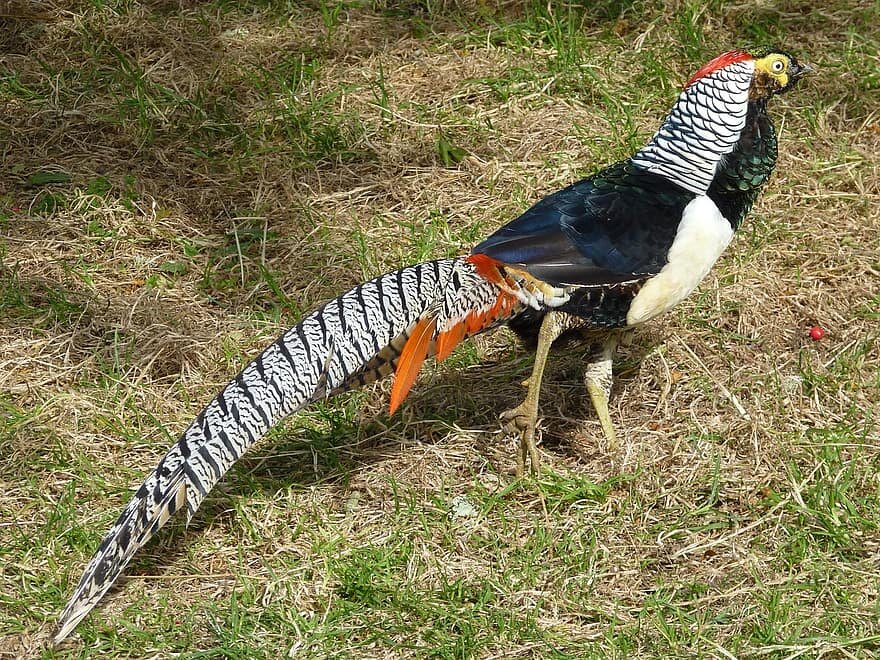 содержание фазана