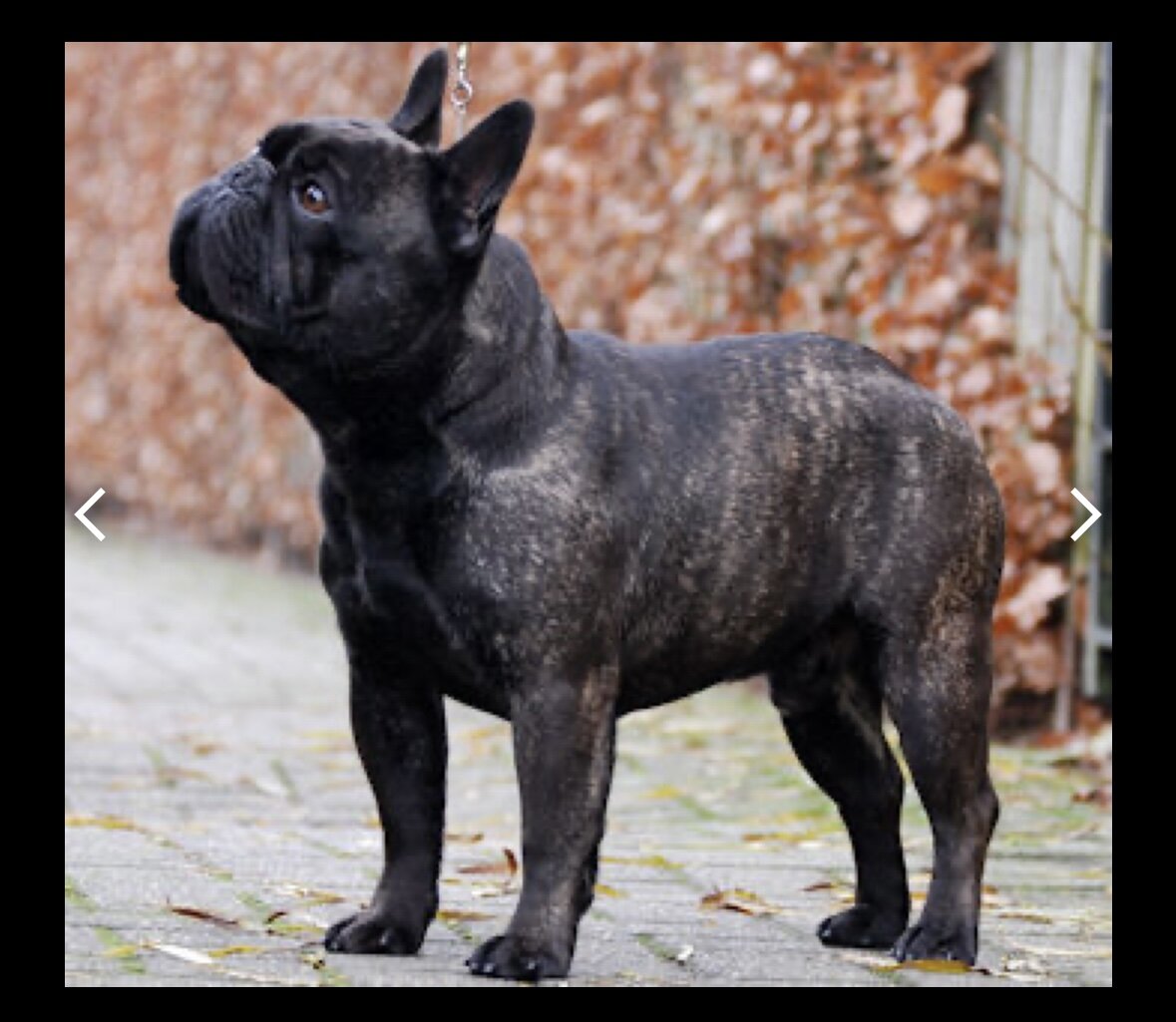 Французский бульдог тигрового окраса 