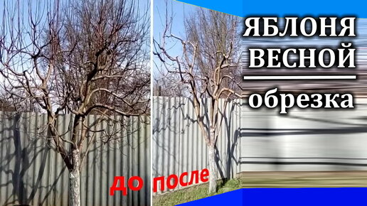 Весенняя обрезка яблони Подробно Видео и фото крупным планом