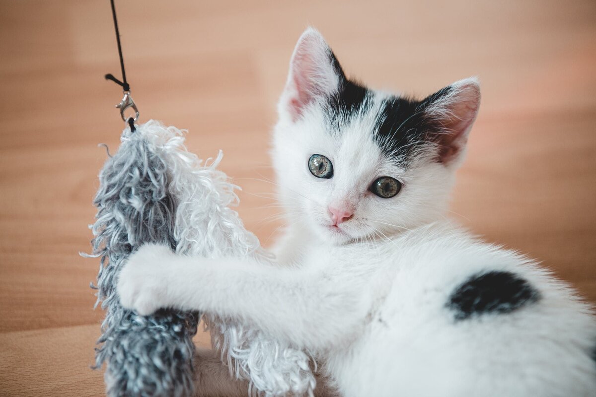 Котят отлучают от кошки в возрасте. Котик тренируется. Фокусы с кошкой. Кот молниеносный.