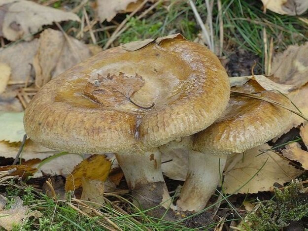 Фото: fashionrebelsbook.com