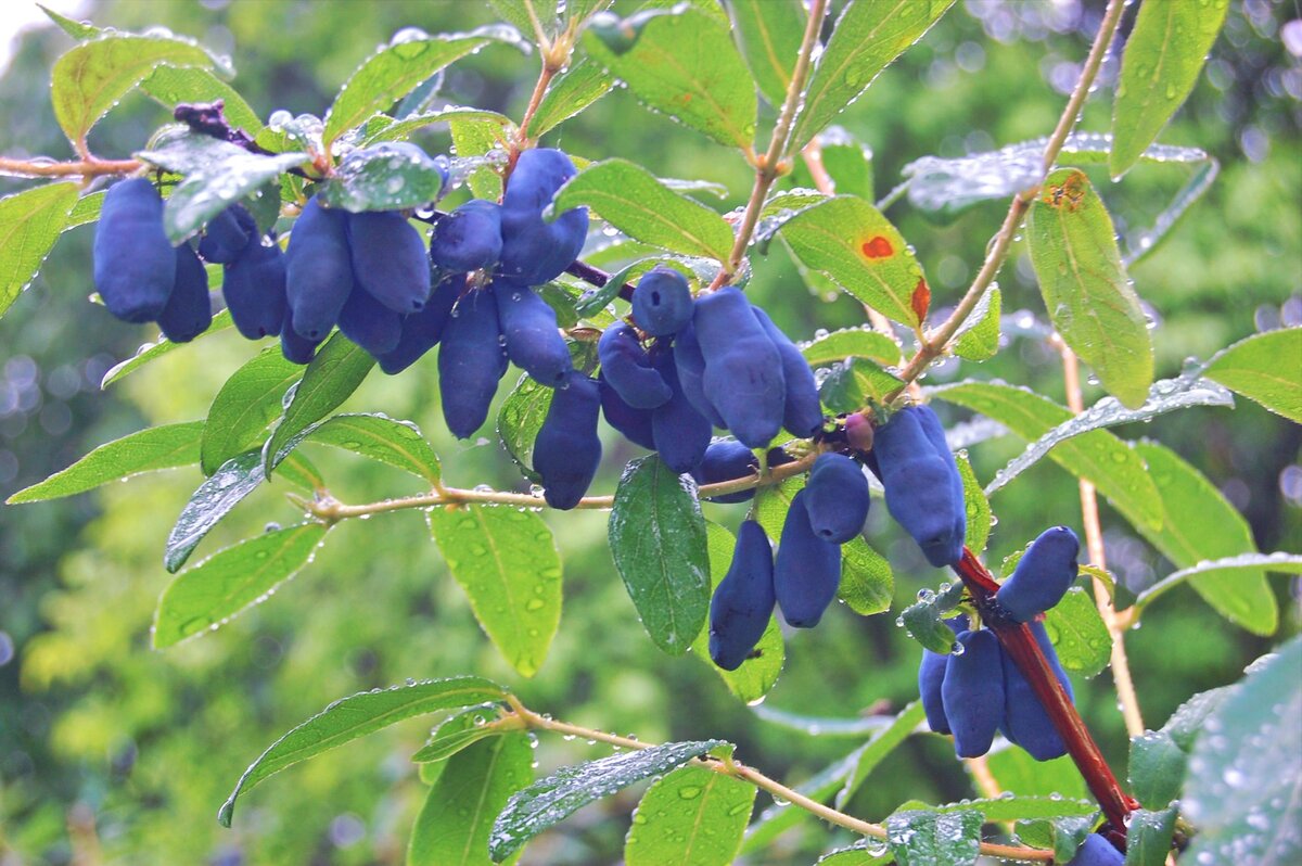 Жимолость Татарская ( Lonicera tataricum)