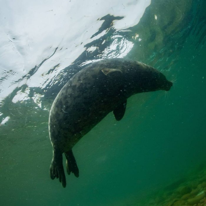 instagram.com/more_than_diving, выполнение простых правил гарантирует удивительным млекопитающим жизнь