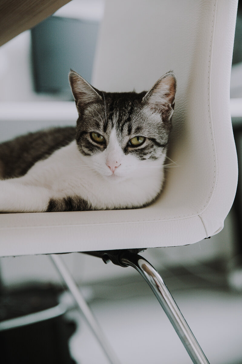 Больше котов у меня на канале. Подписывайтесь ;)