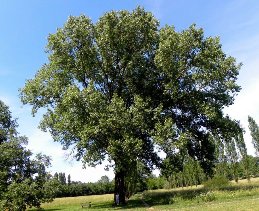 Тополь черный (Осокорь). Источник: rastenievod.com