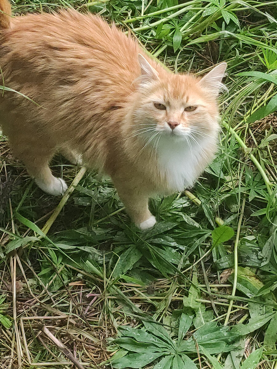 Рыжая Лиза, комарики тоже кусают...