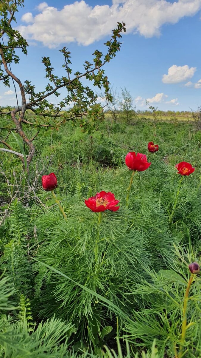 фото из личного архива Дикий пион в мае