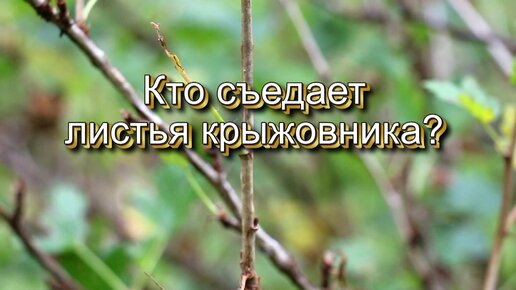 Кто съедает листья крыжовника