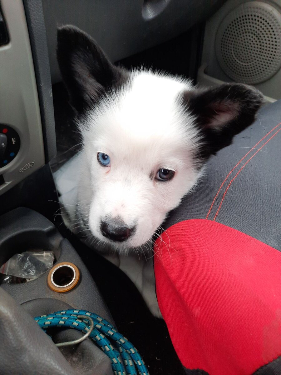 Маленький Чарли едет домой