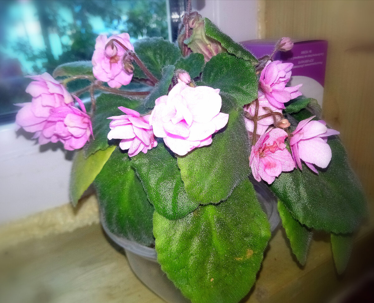 Моя первая 😻