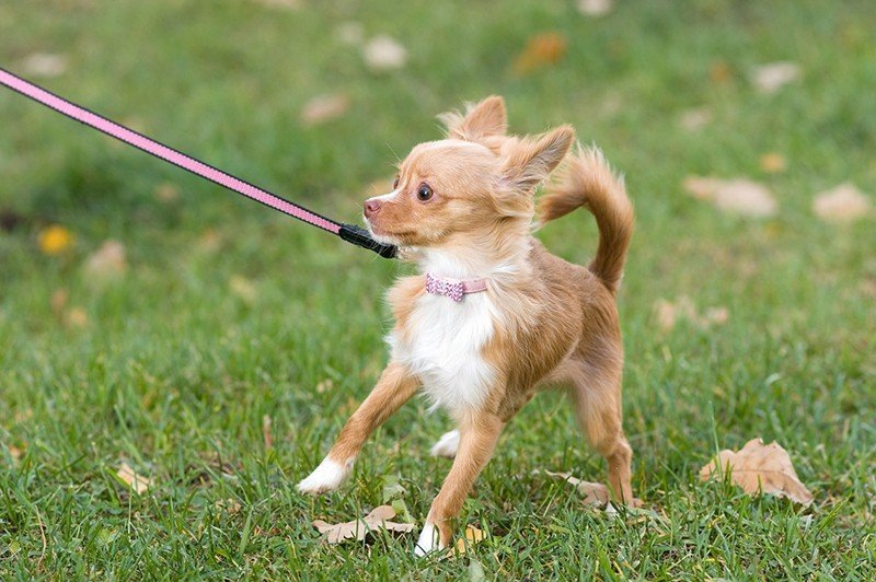 (фото из свободного доступа)