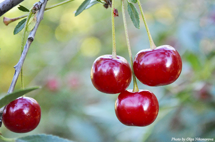 Вишня в средней полосе России, поспевает именно в июле!