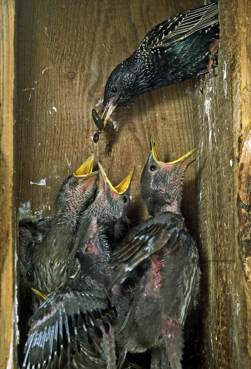 Скворечник для птиц. Птенец скворца. Сколько раз скворцы выводят птенцов. Яйца скворца. Вылупляется из яйца.