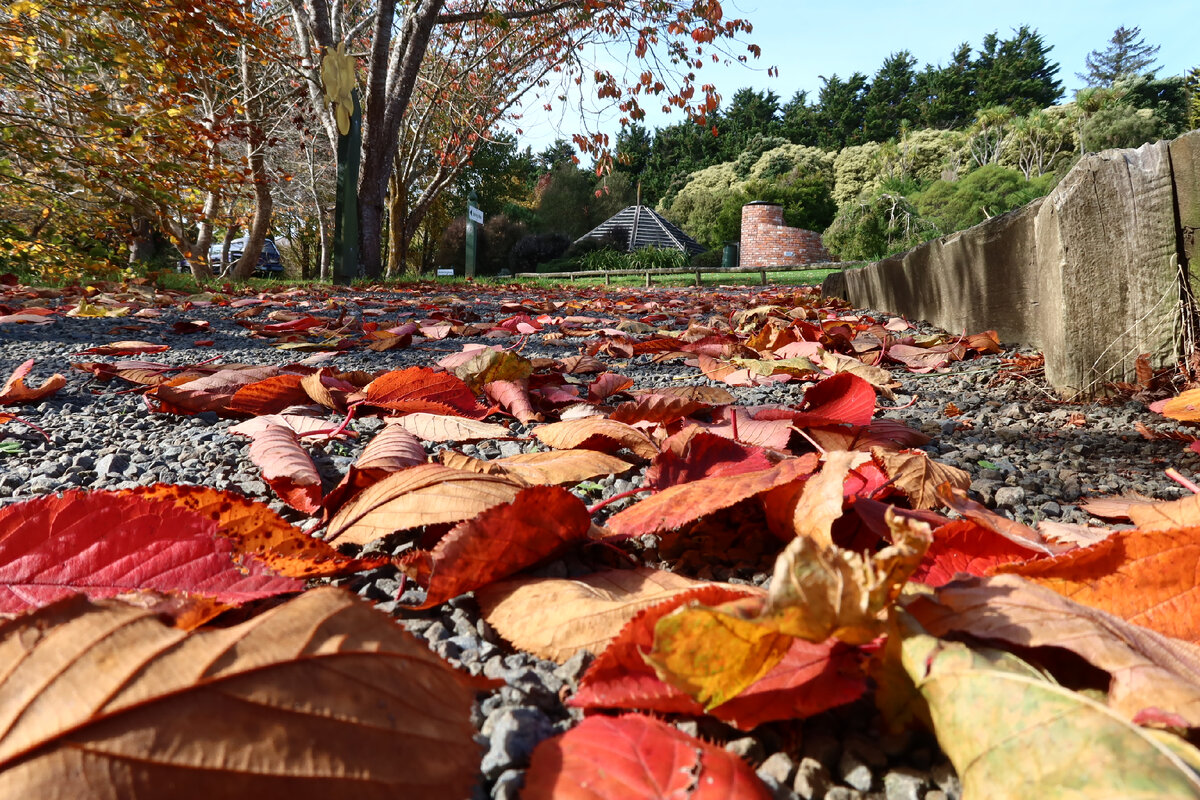 осенняя дорожка в саду 