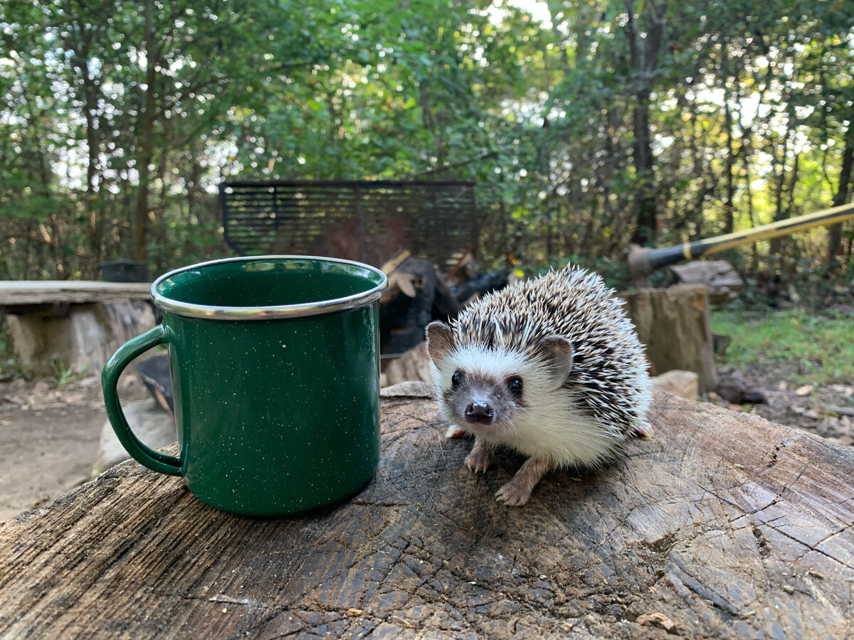 Ежики издают звуки. Дедушка еж. Ежик пьет молоко. Еж на почте. Hedgehog as a Pet.