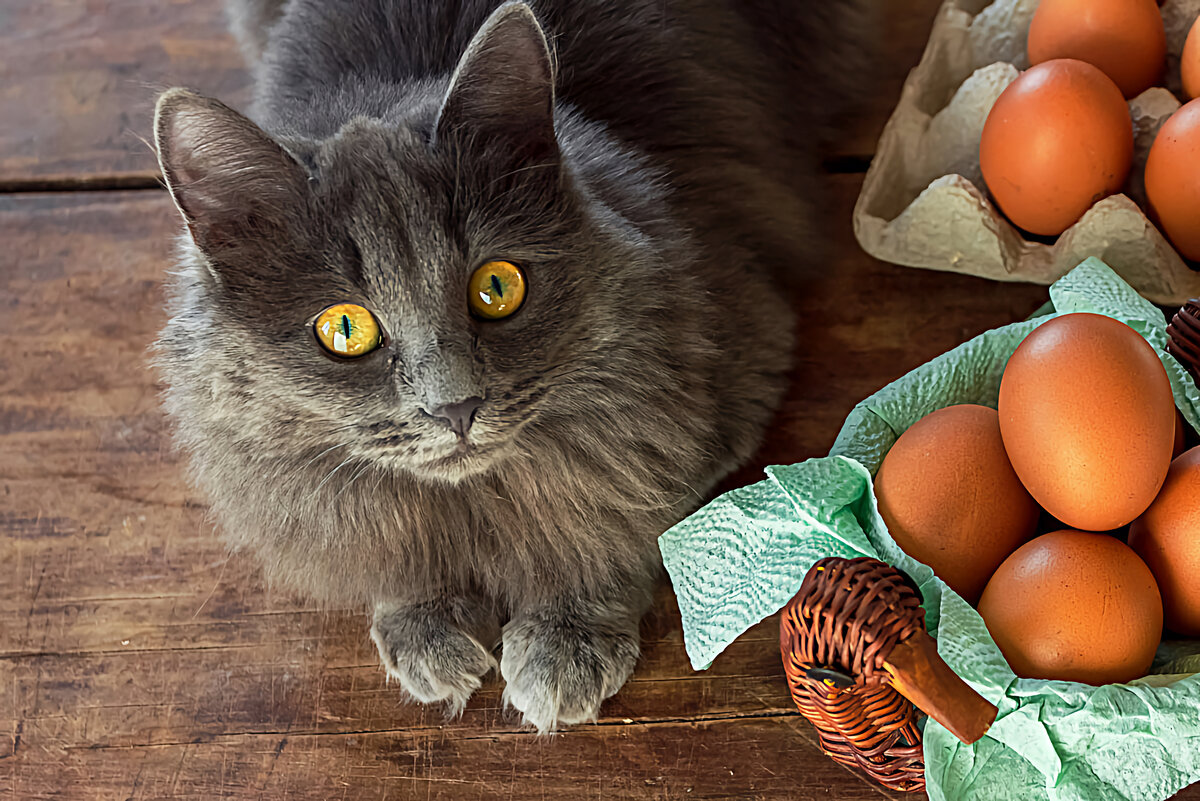 Можно давать кошкам сырую курицу. Кот яблоко. Яичница кошка. Шоколадные яйца с кошками.