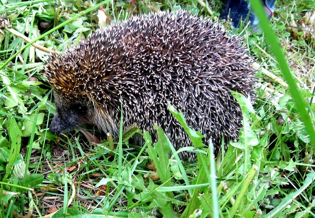 Знакомтесь-Фрол)