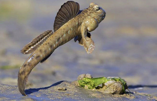 Илистый прыгун.