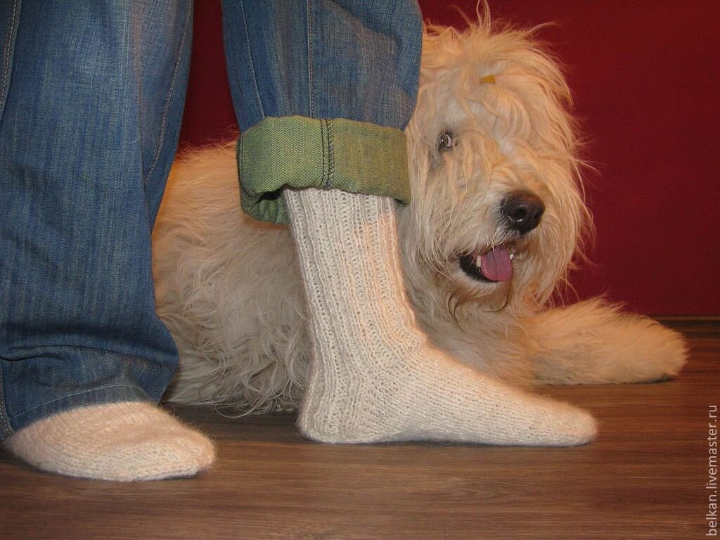 Обычная шерсть собаки. Носки из собачьей шерсти. Собачья шерсть. Носки мужские из собачьей шерсти. Шерстяные носки собачья шерсть.