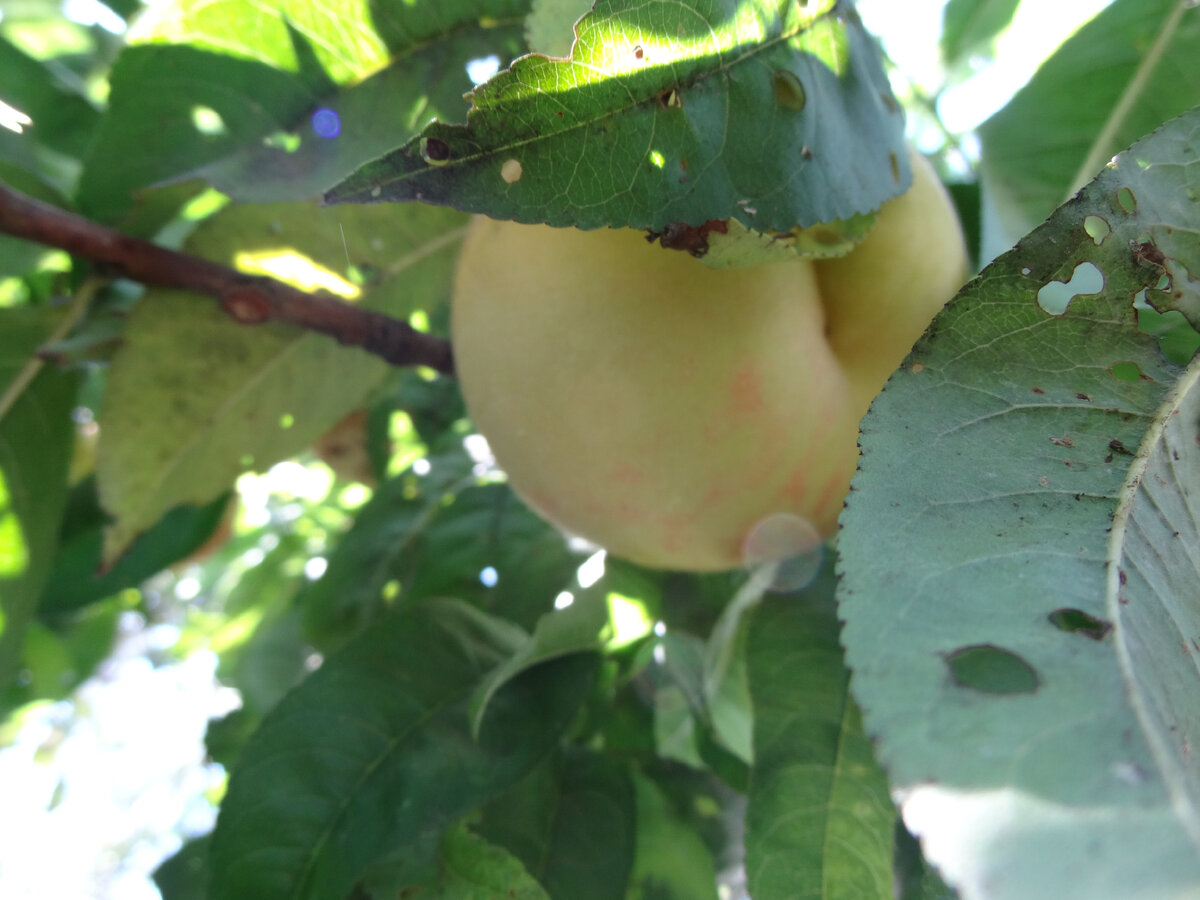 Урожай персиков 2021.