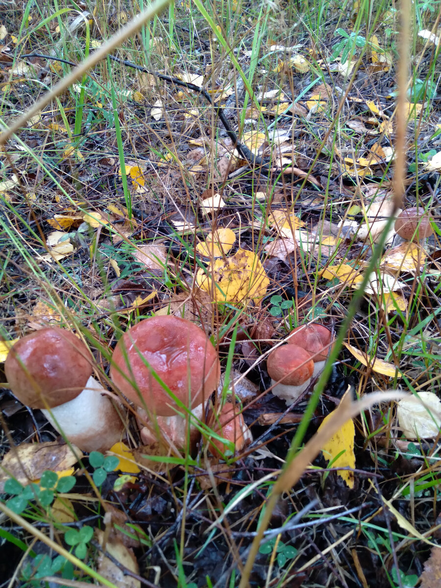 Семейство крепеньких красноголовиков. Для поднятия настроения.