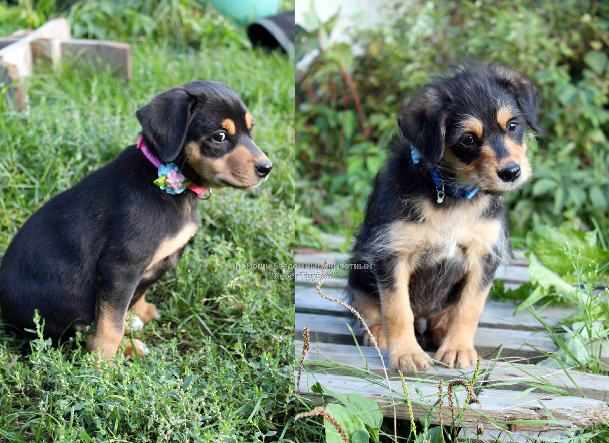 Каспер и Лола