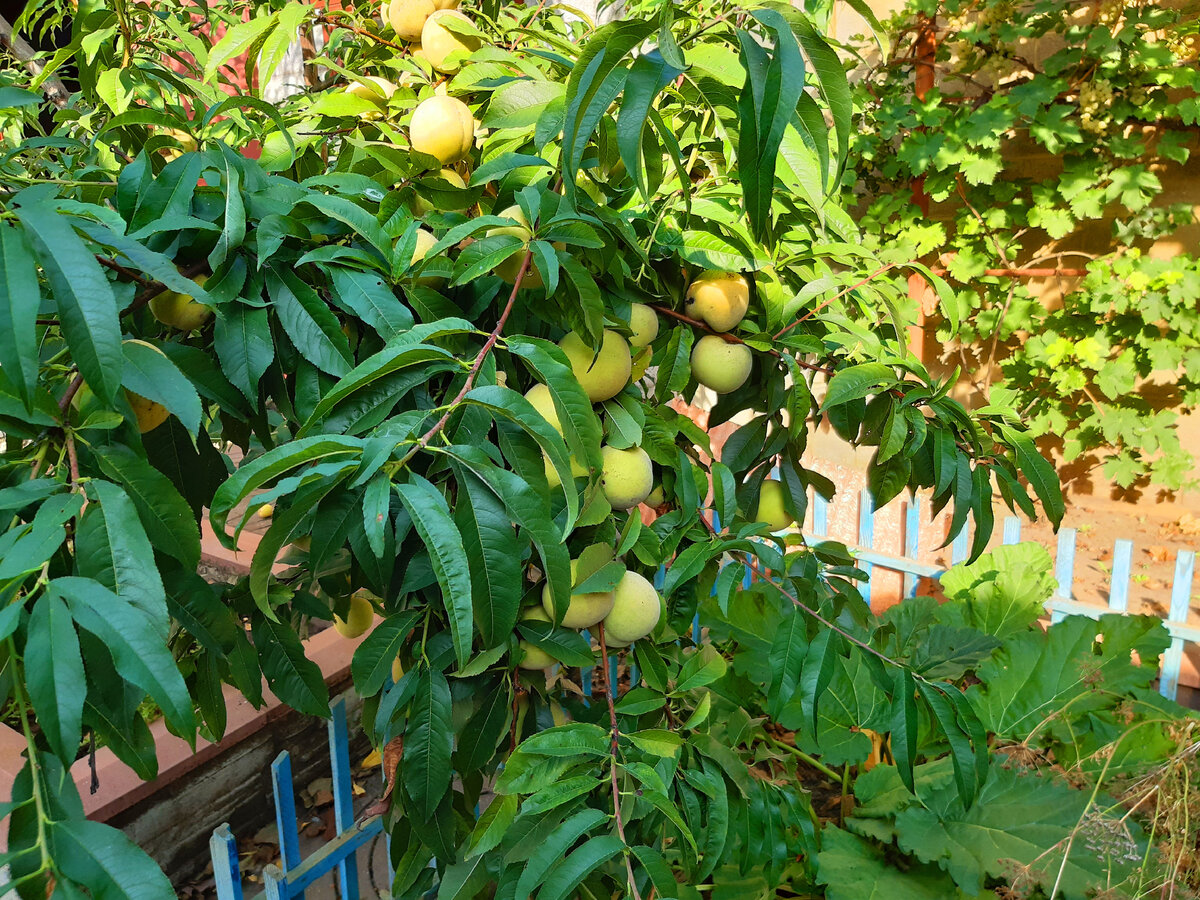Наш поздний персик