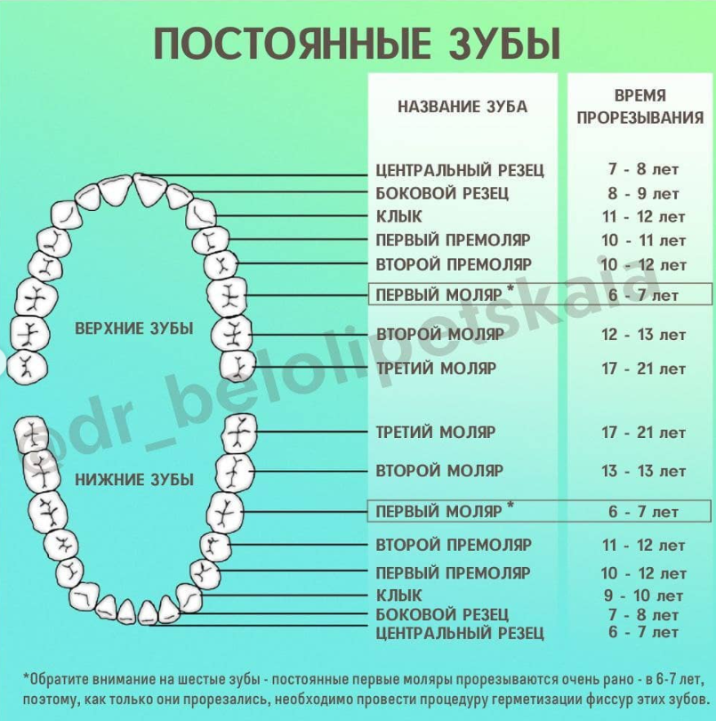 Сроки прорезывания зубов. Детская стоматология.