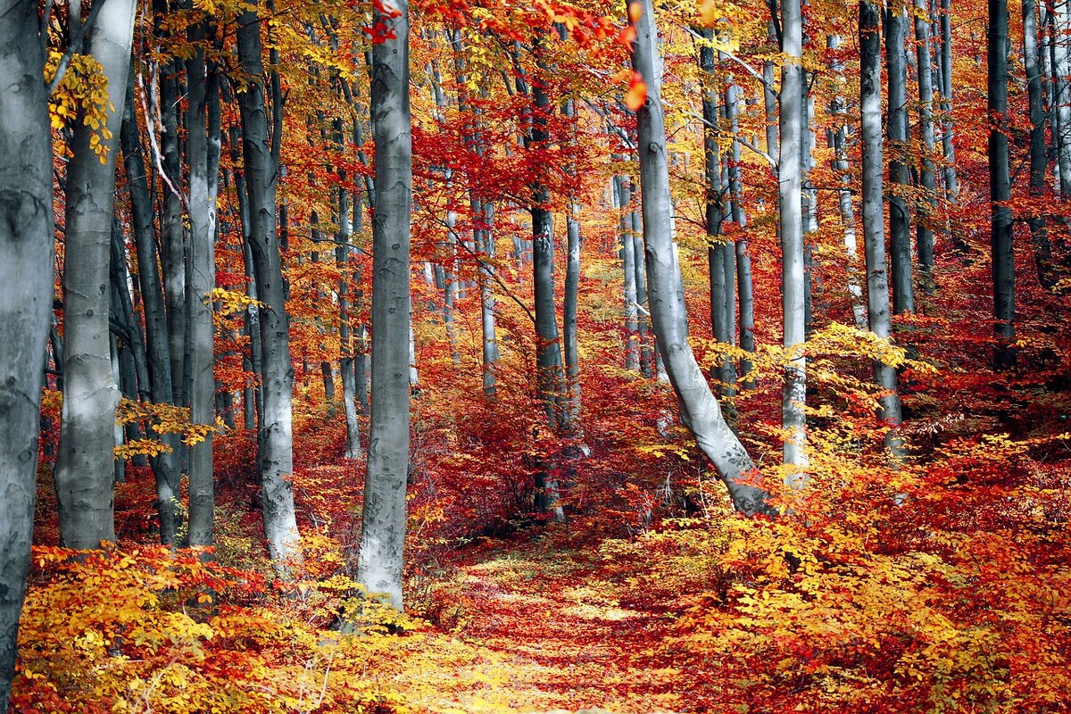 фото с сайта pixabay