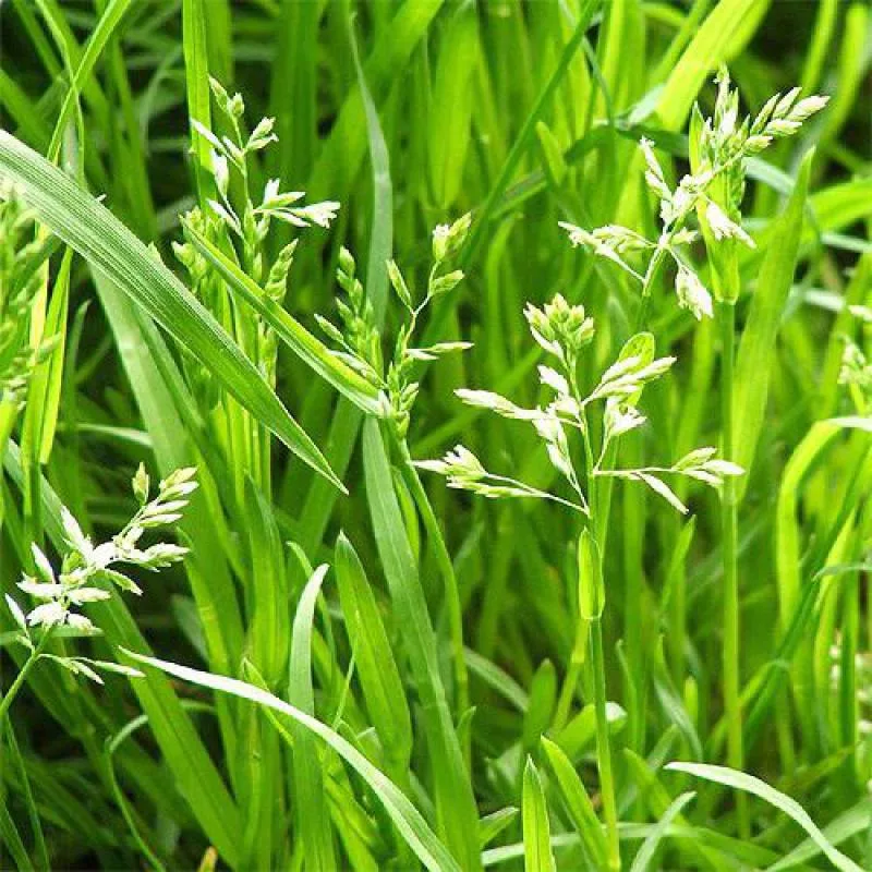 Орегано (душица). Лабазник белоголовник. Как по другому называется трава. Мятлик-тимофеевка-клевер. Чабер огородный бриз.