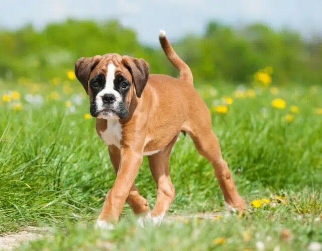 Щеночек боксёра (Фото: https://www.loveyourdog.com/boxer/)