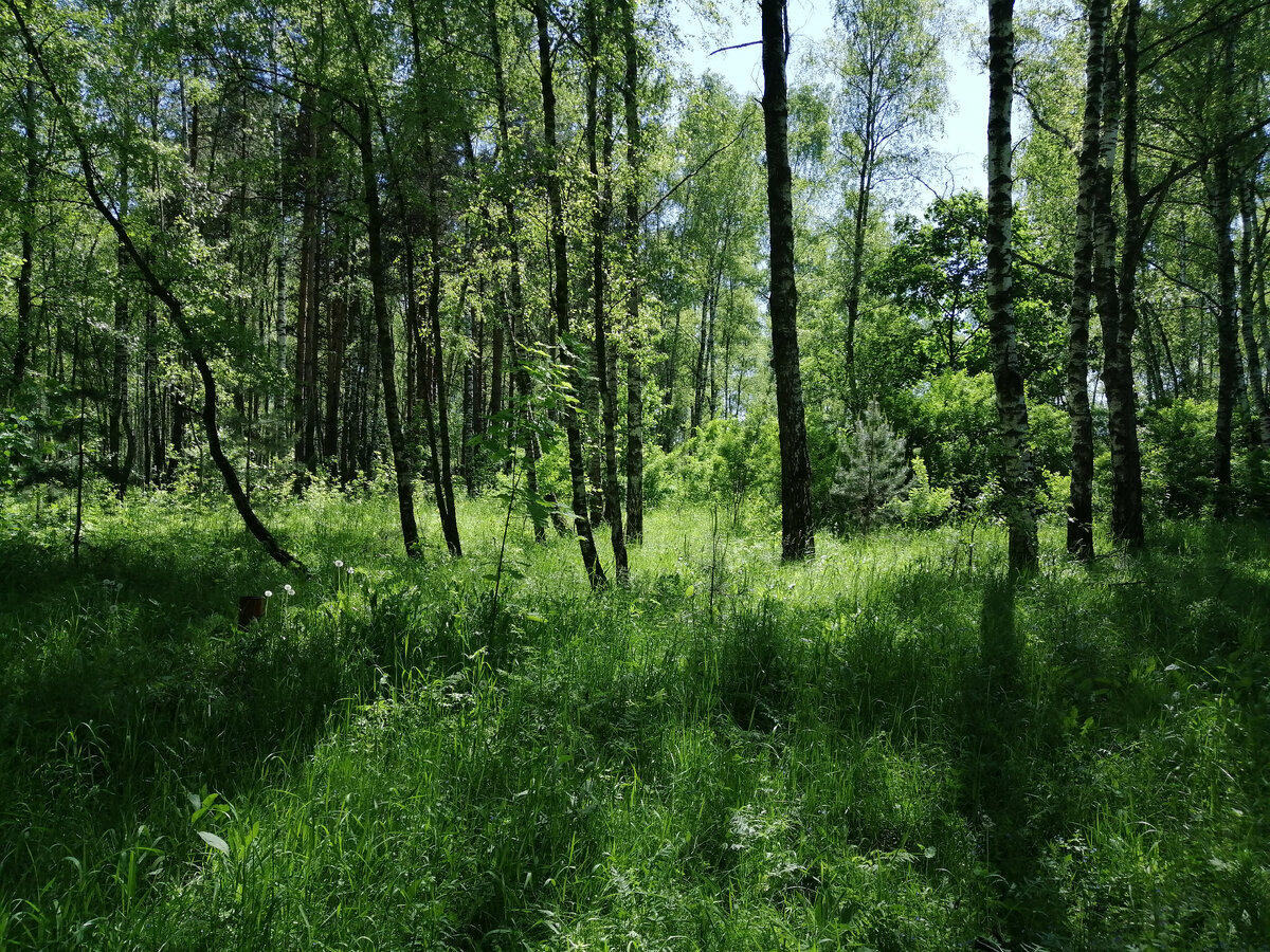 А давайте и правда все перейдем в зеленую зону. Фото автора
