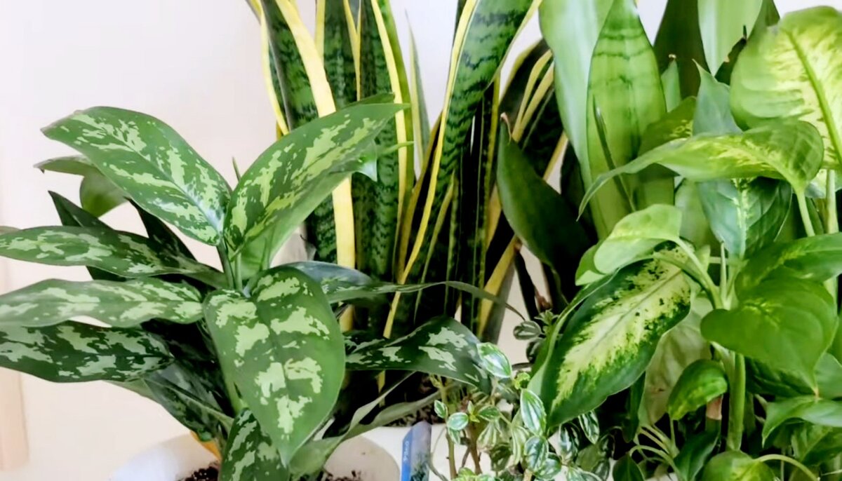 Комнатные растения.