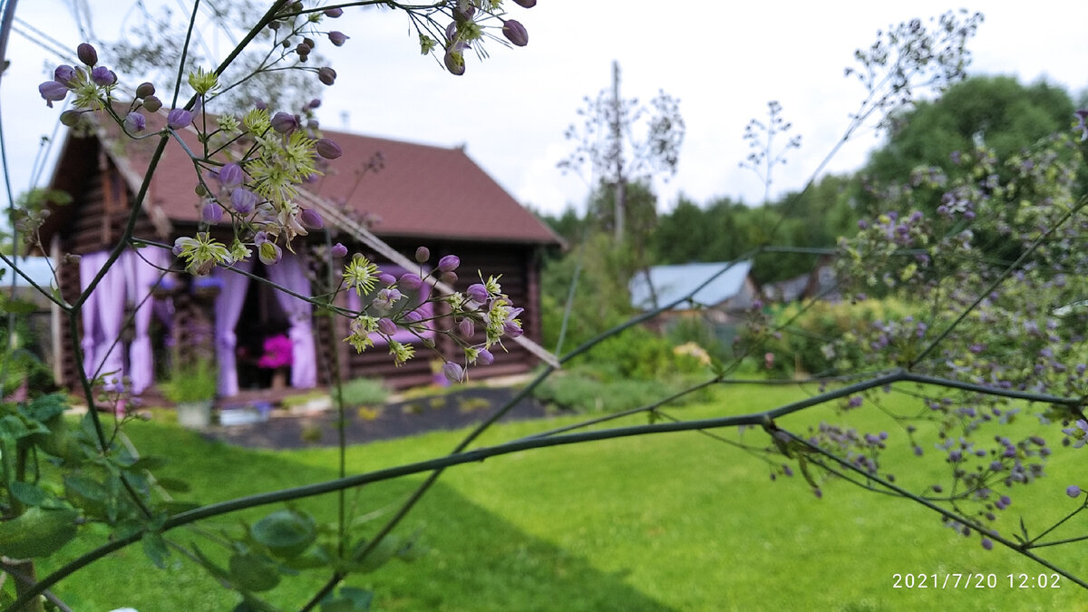 Василистник гибридный Elin. Высота 2м., цветение всё лето.  Но, нужна опора. Фото Загородные идеи.
