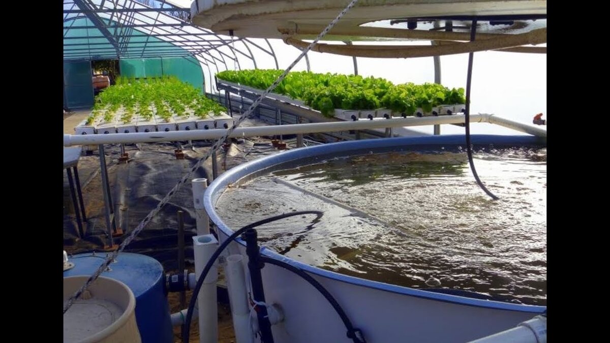 Бассейны с тиляпией и системой водоочистки максимально близко от тепличной фермы