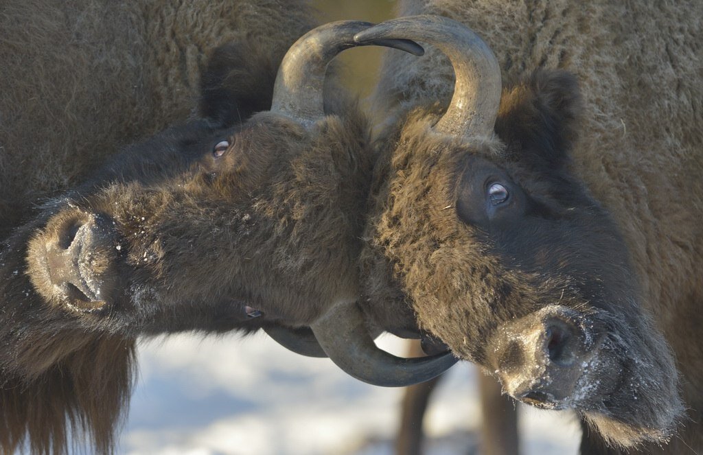 Фото: Игорь Шпиленок