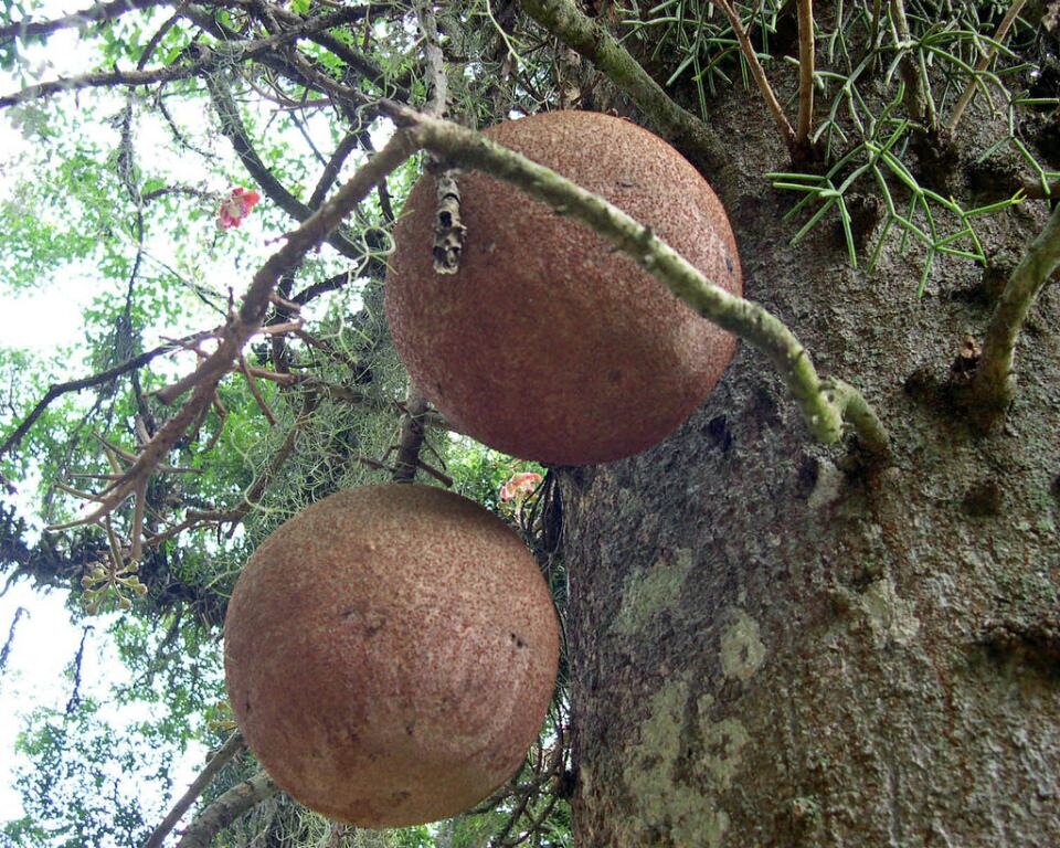 Couroupita guianensis С†РІРµС‚РѕРє