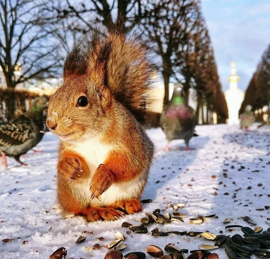 белка в москве