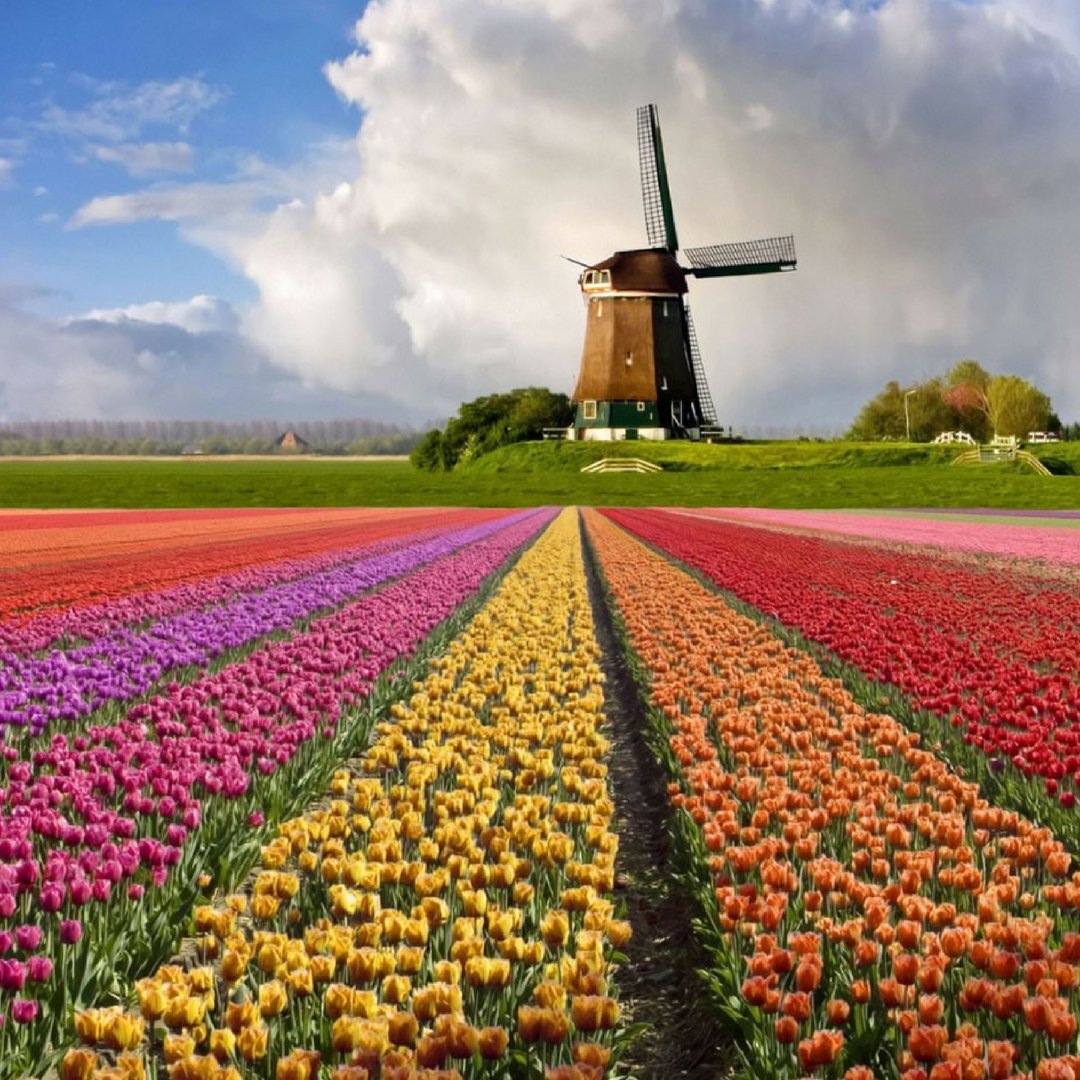 Здесь знаменитые тюльпаны