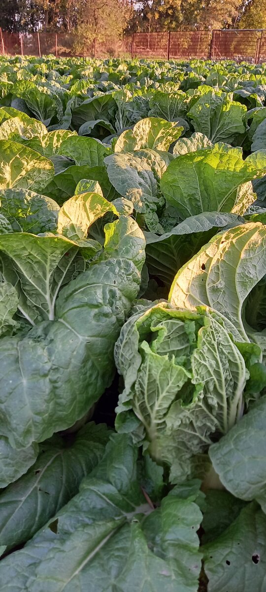 Пекинская капуста Маноко, 40 дней от высадки рассады. Фото "От семя до плода".