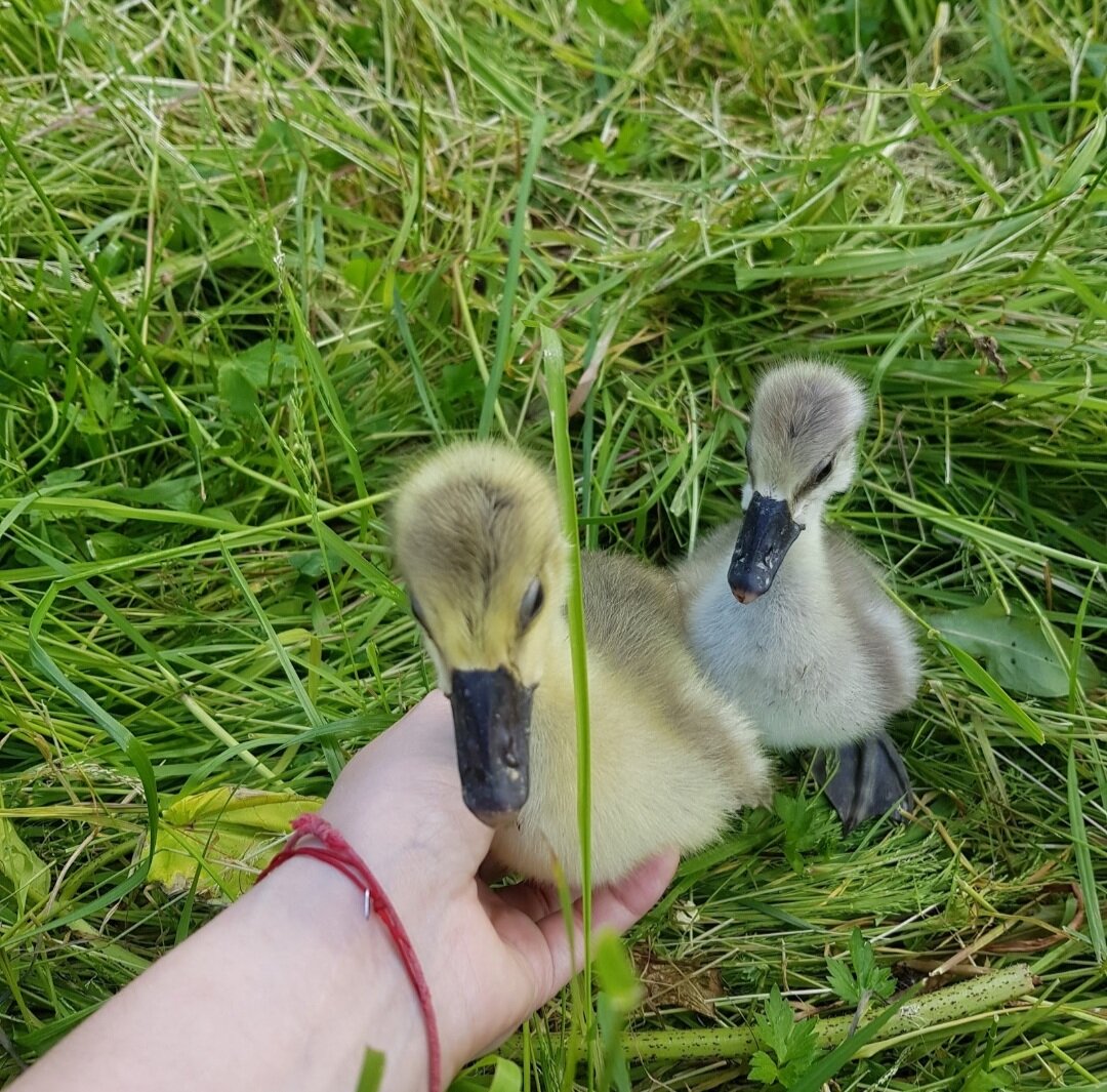 Гусятки (фото автора)
